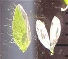  Sepal and Petal